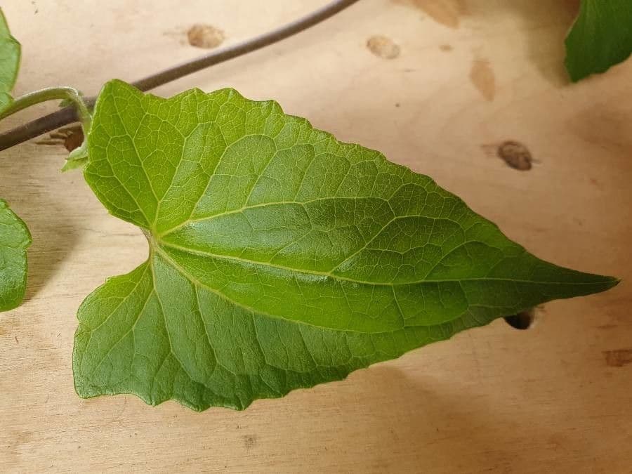 Cineraria deltoidea 13