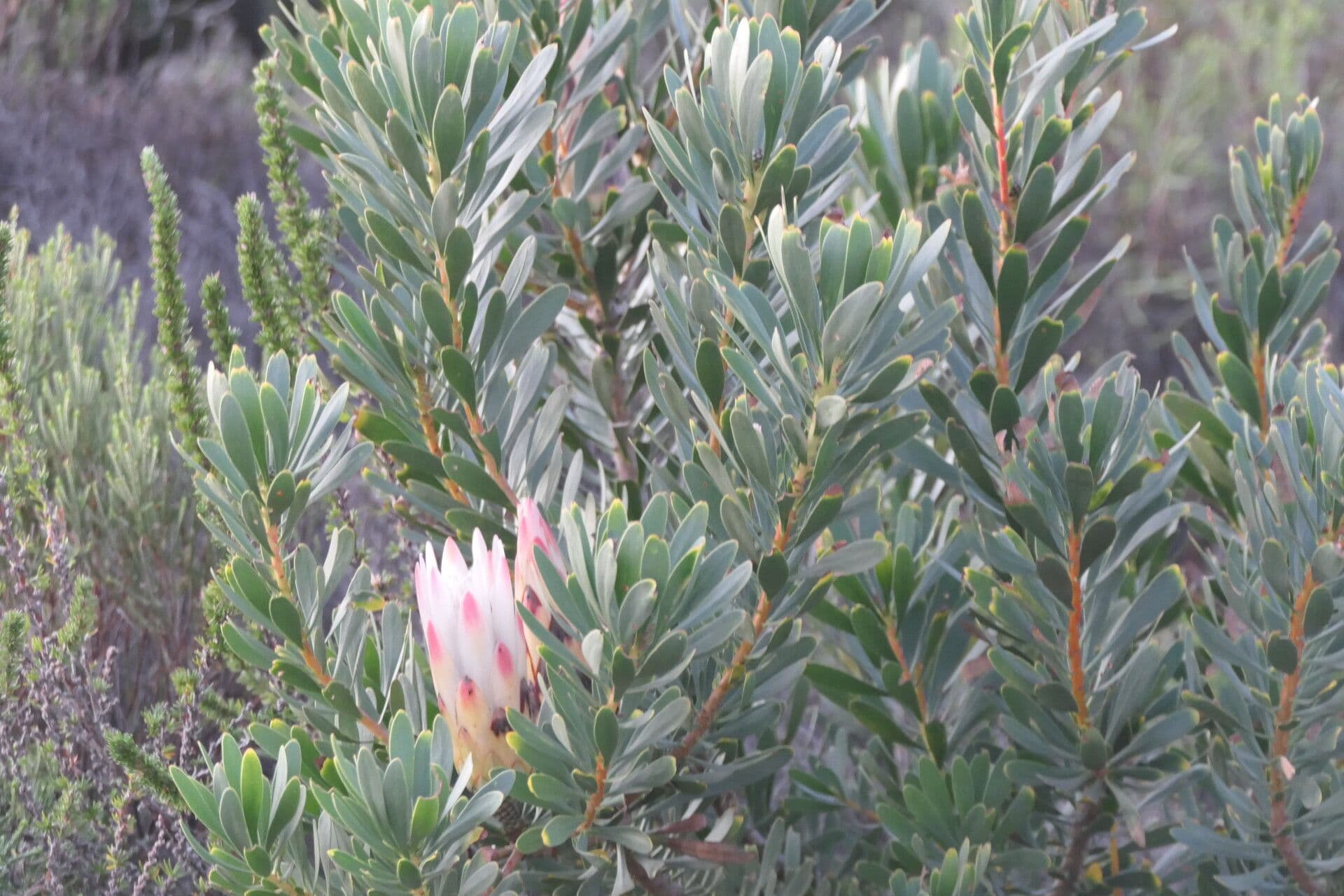 Protea 13