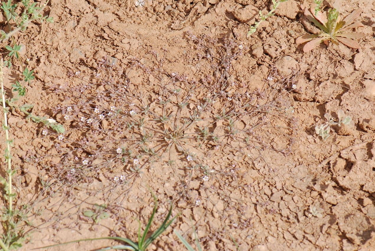 Polycarpaea 6
