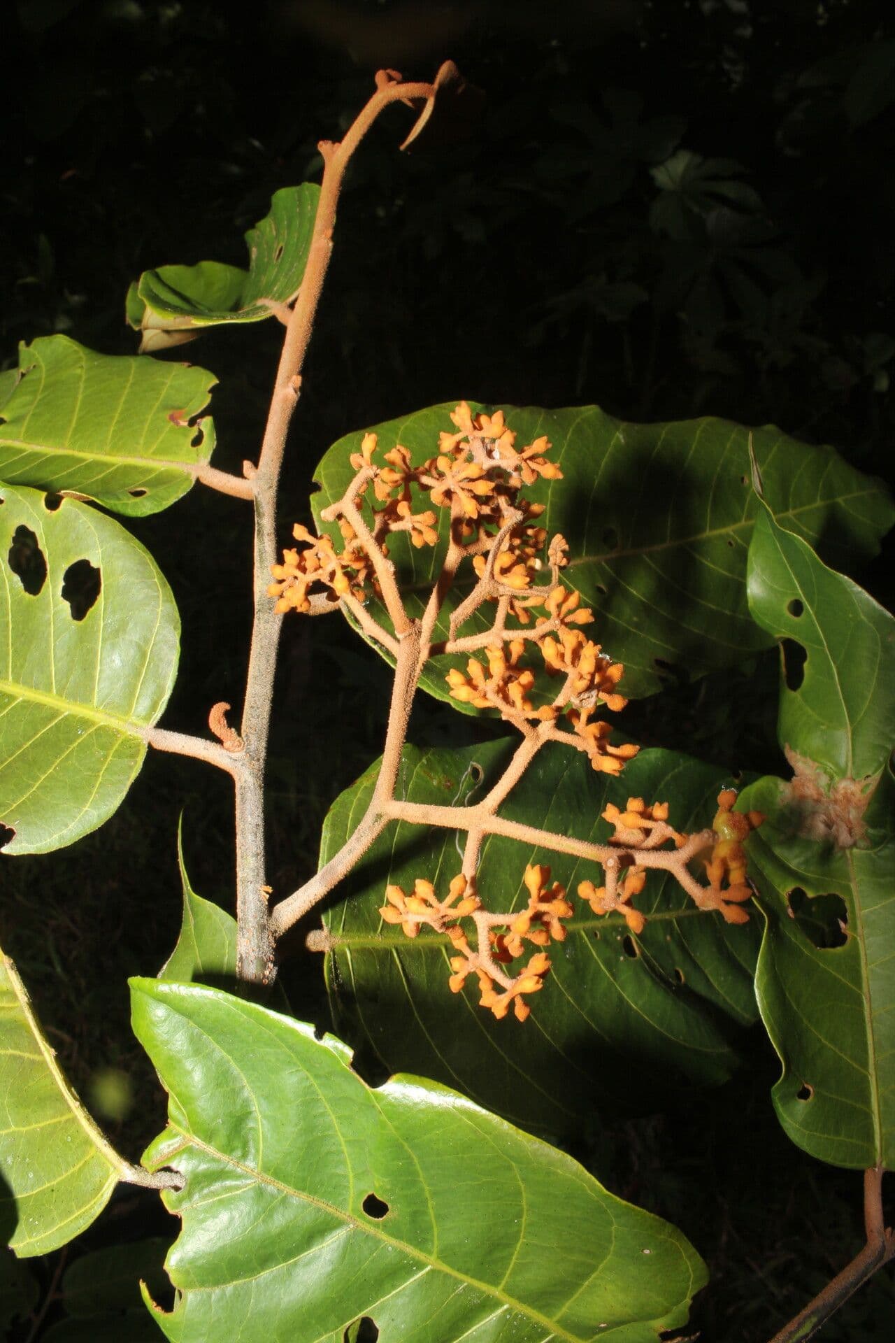 Virola sebifera 12