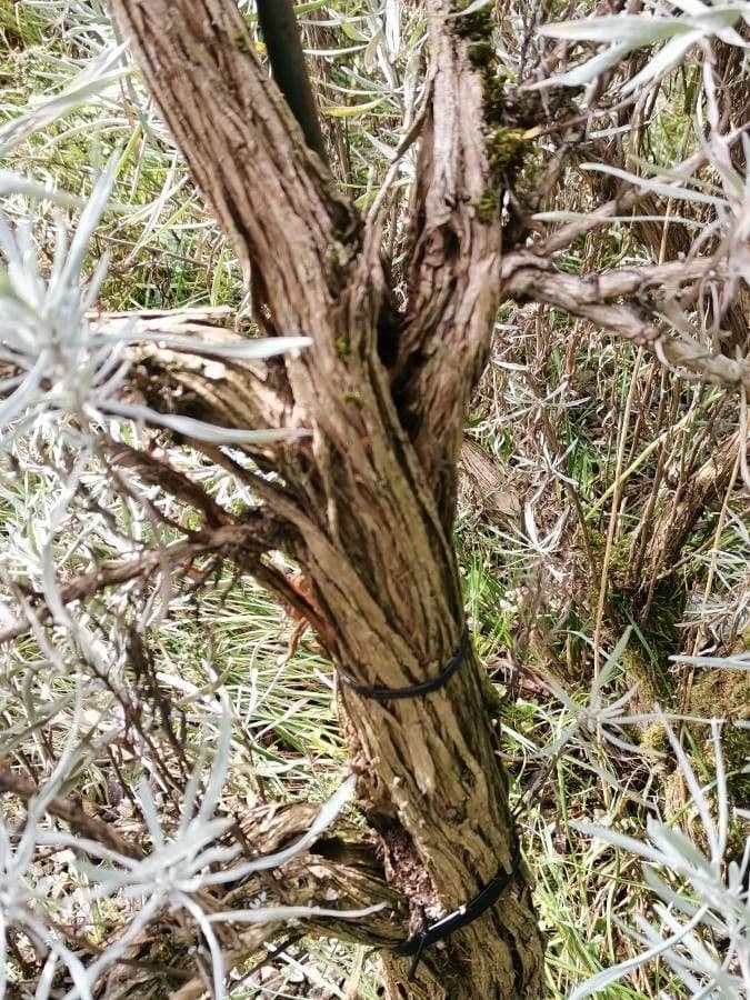 Artemisia argentea 17