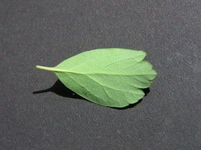 Spirea giapponese 28