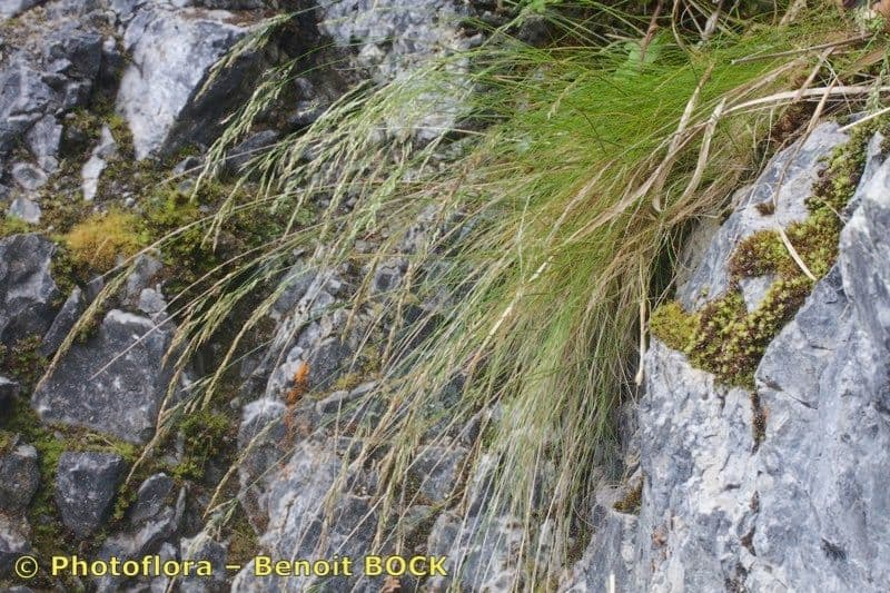 Agrostis di Schleicher 4