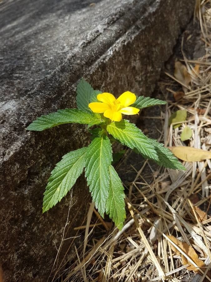 Turnère à feuilles d'orme 14