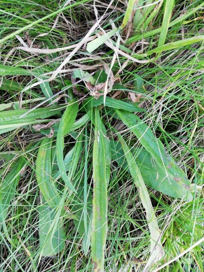 Pilosella caespitosa 16