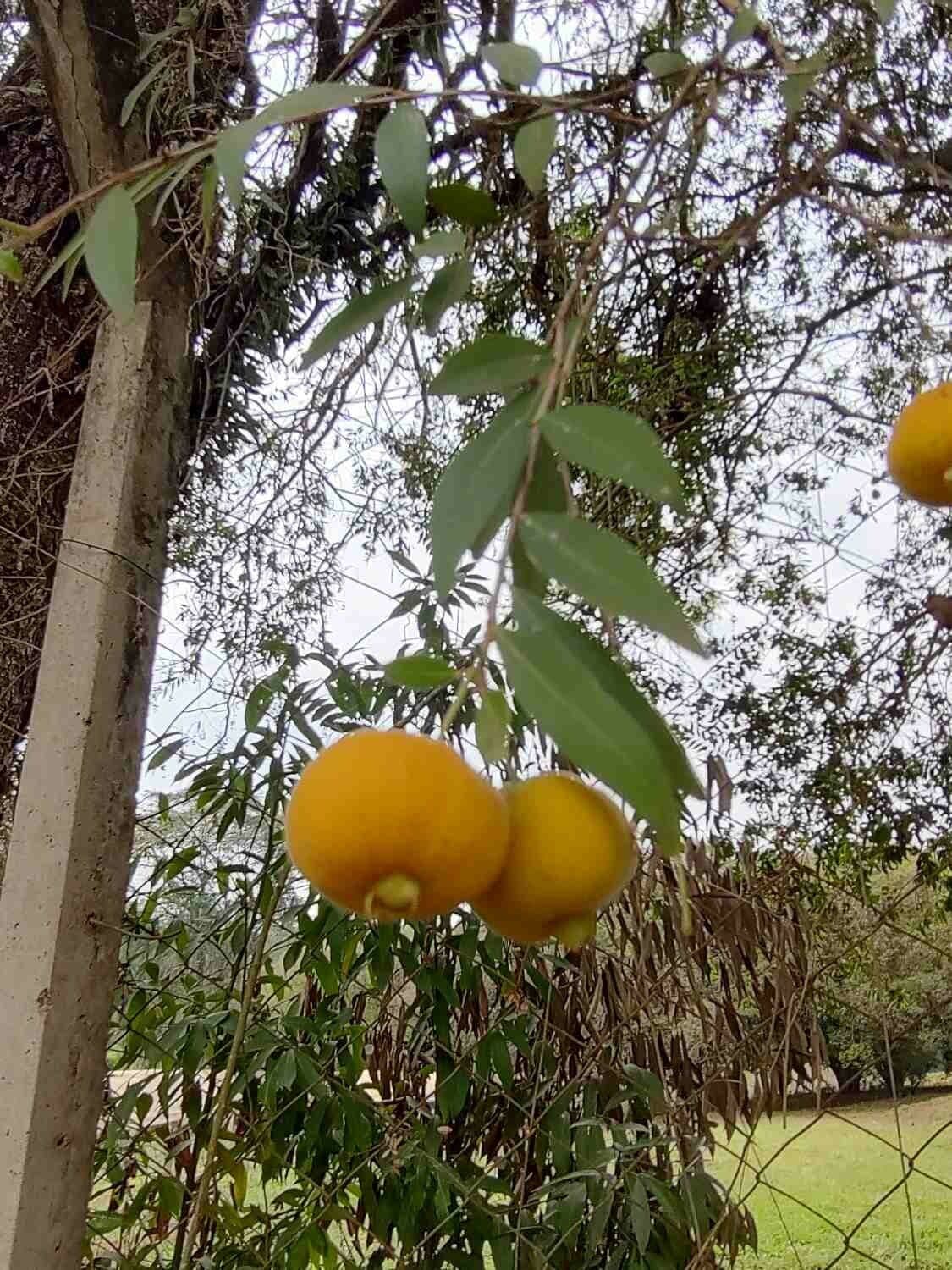 Eugenia 5