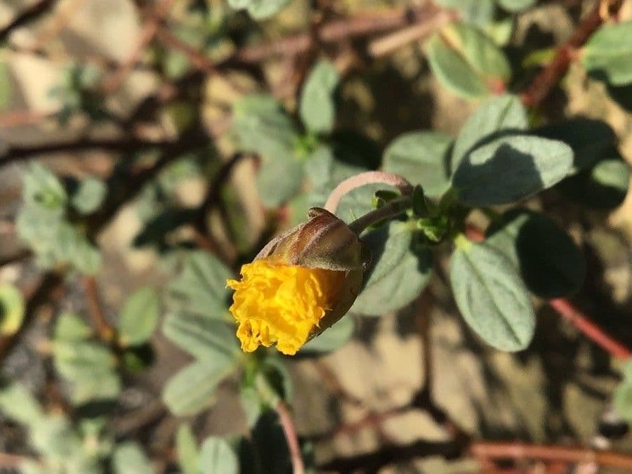 Helianthemum croceum