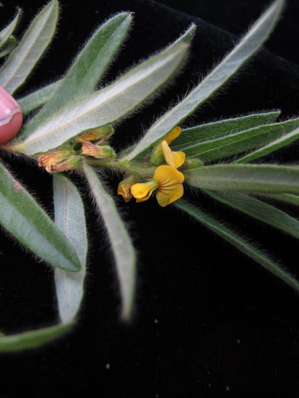 Eriosema 6