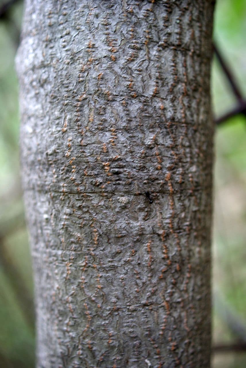 Baum-Wolfsmilch 22