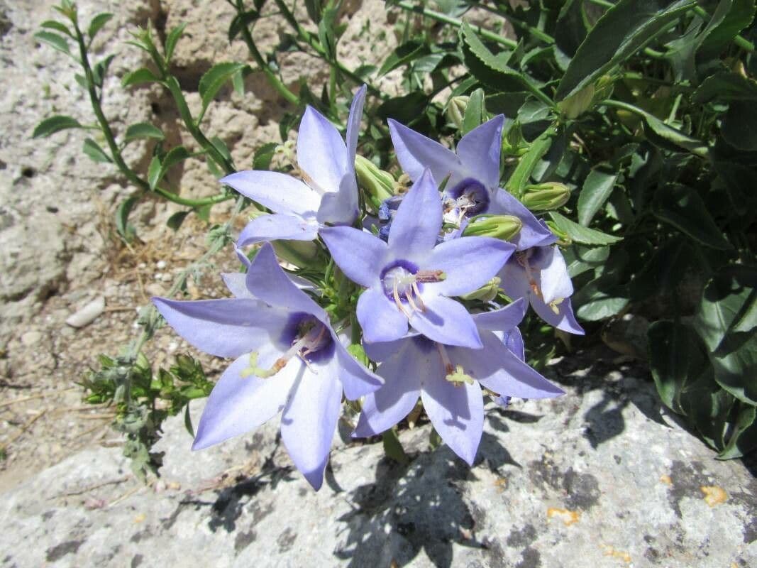 Campanula versicolore 6