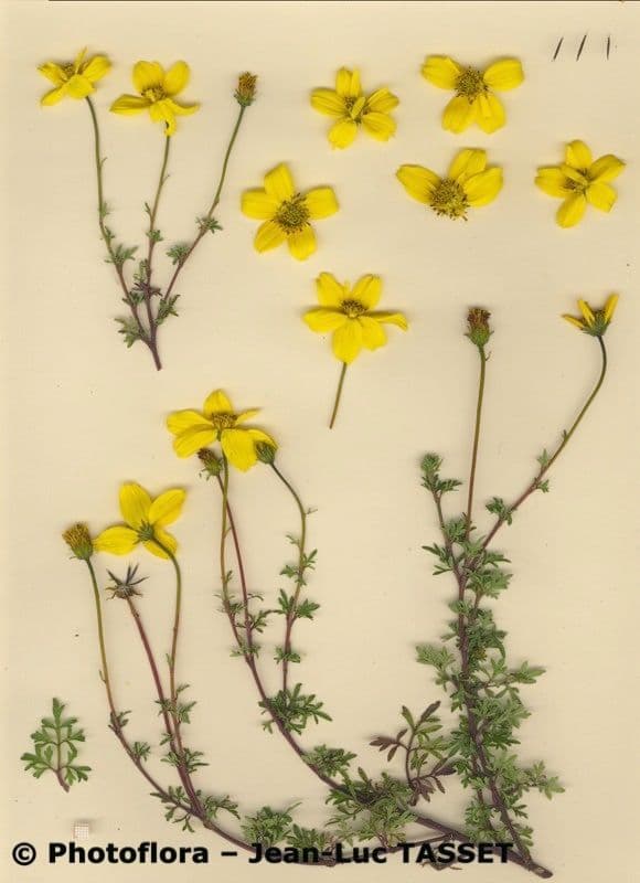 Bidens a tre nervature 6
