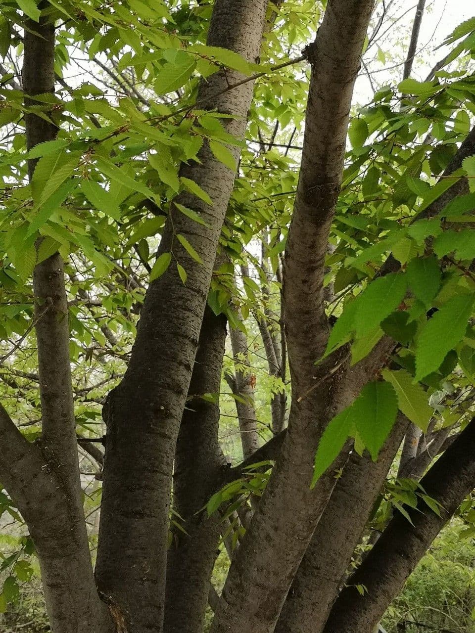 Zelkova 2