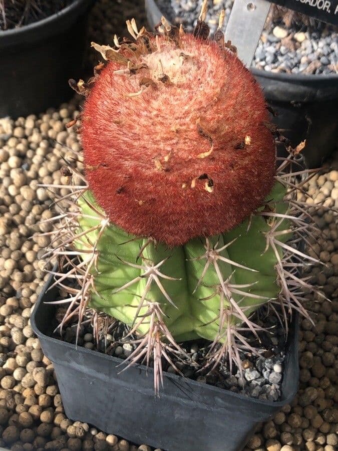 Melocactus