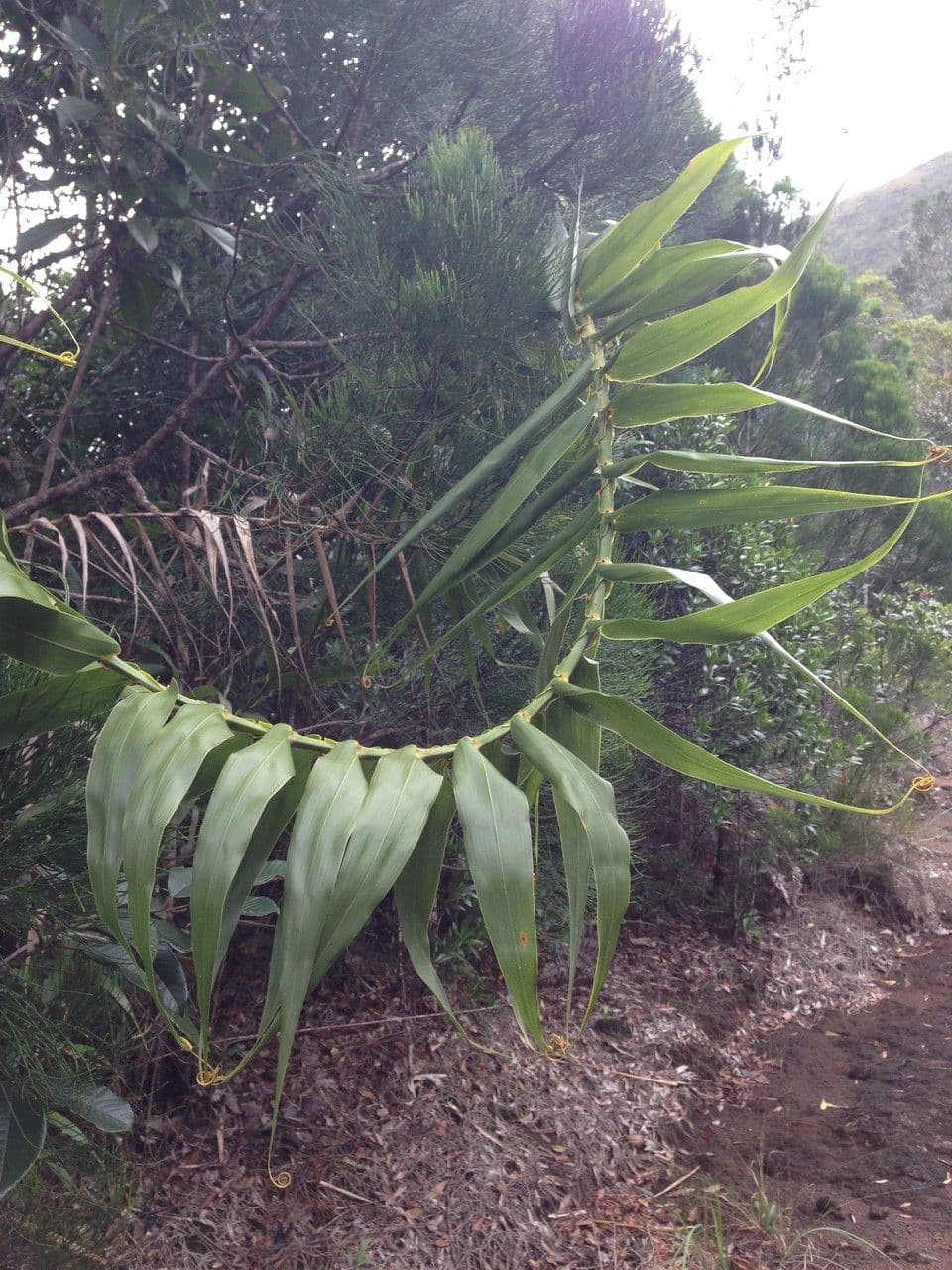 Flagellaria