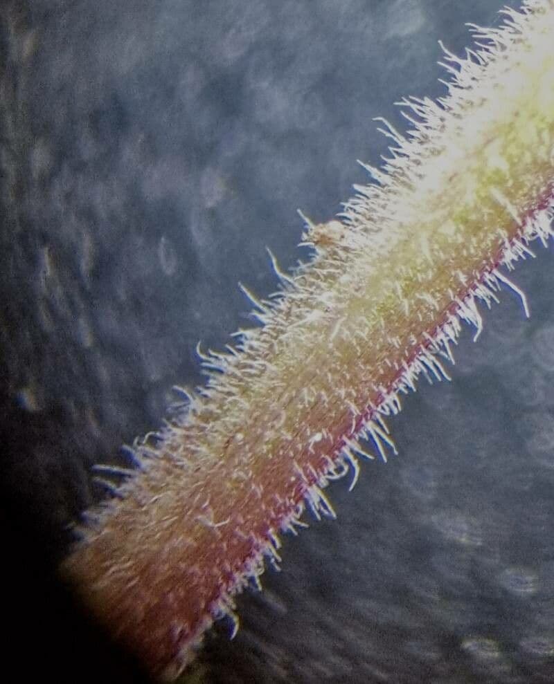 Frühblühender Thymian 18