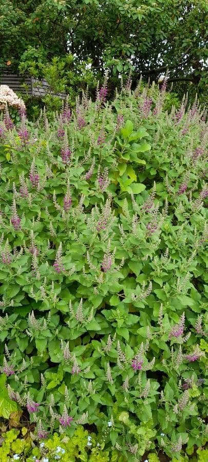 Sivinka 6