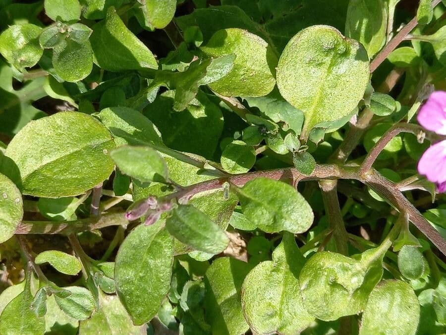 Malcolmia Marittima 15