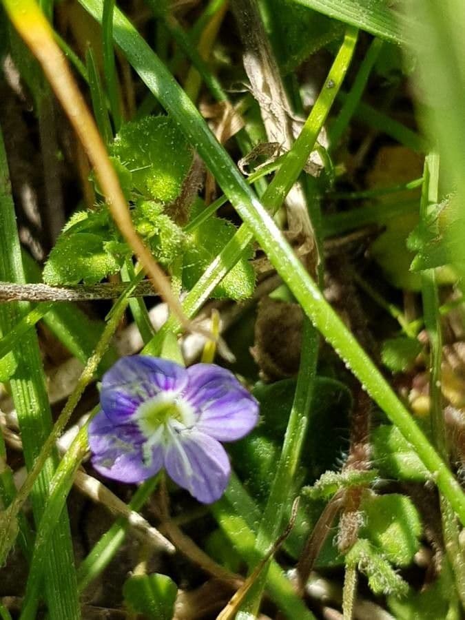 Veronica filiforme 21