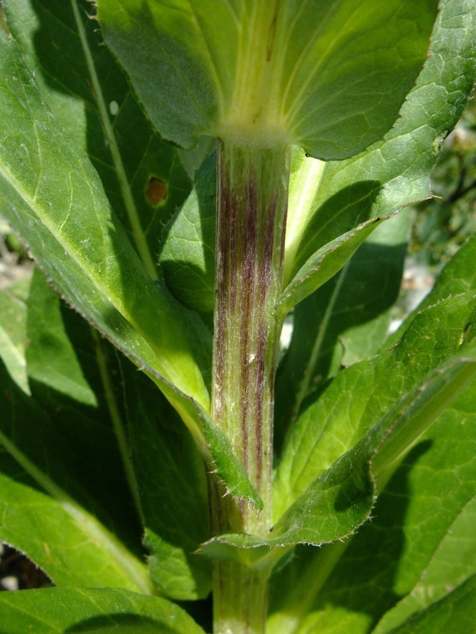 Cardo eterofillo 25