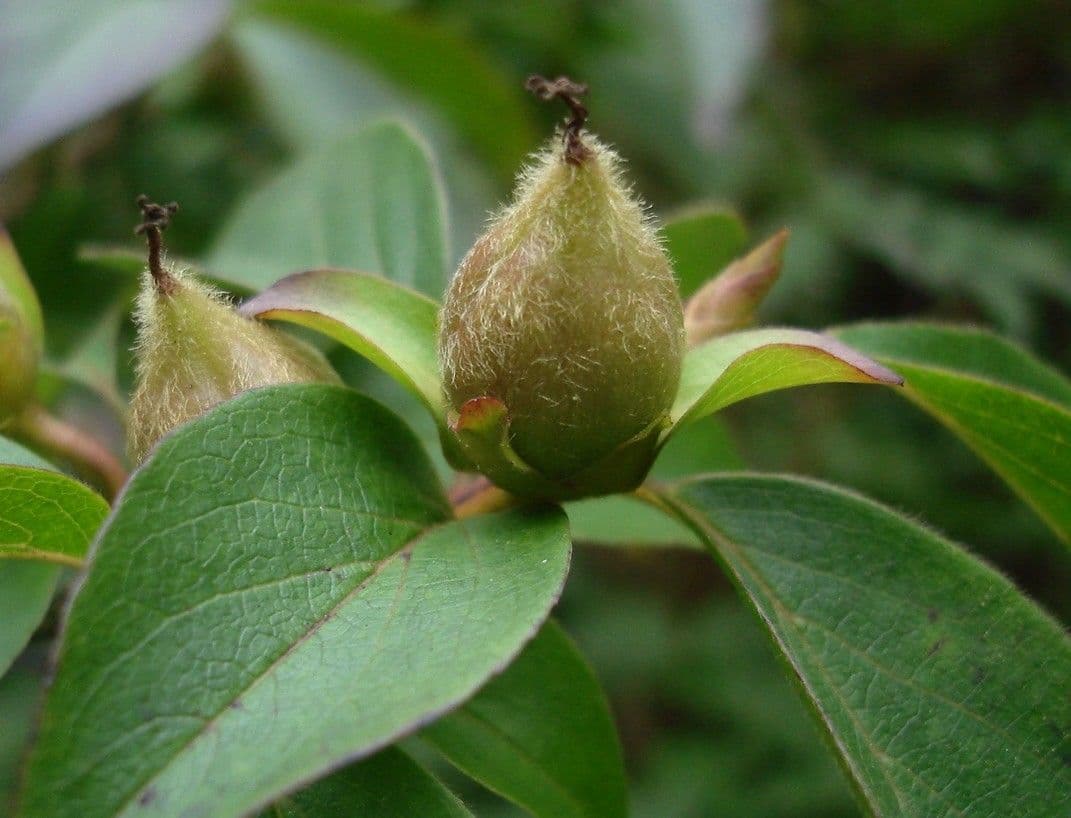 Stewartia monadelpha 2