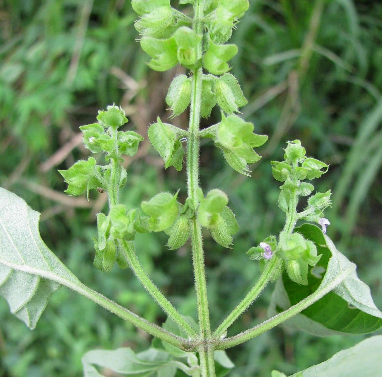 Basilico minore 26