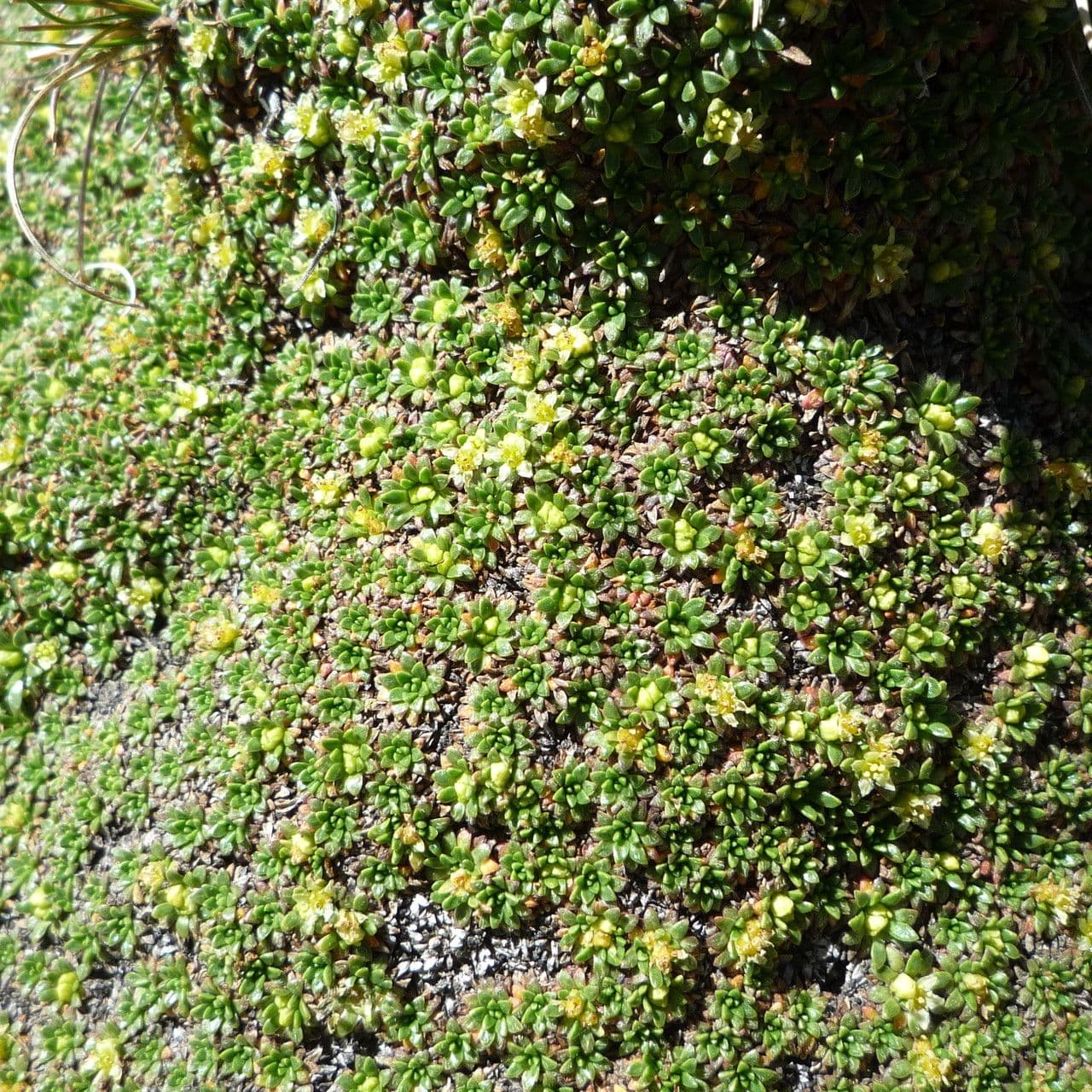 Azorella 2