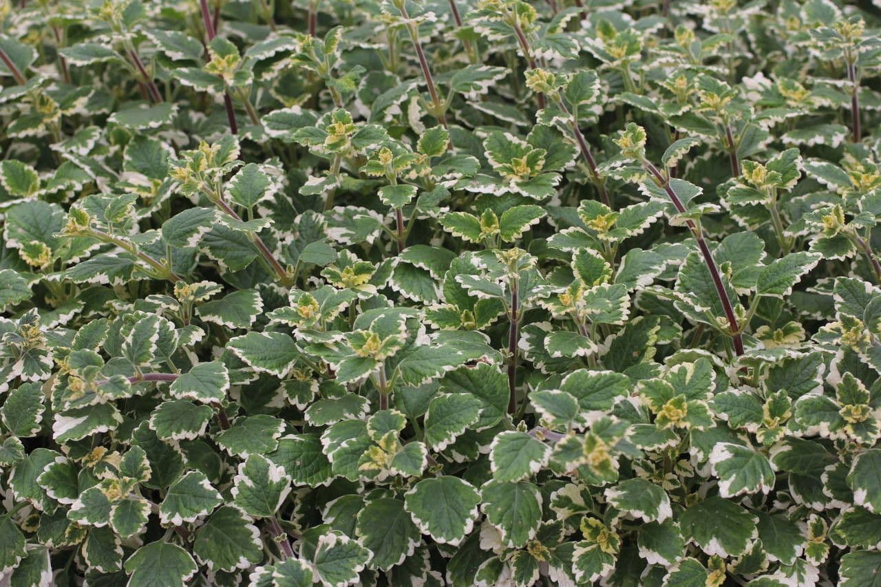Plectranthus 6