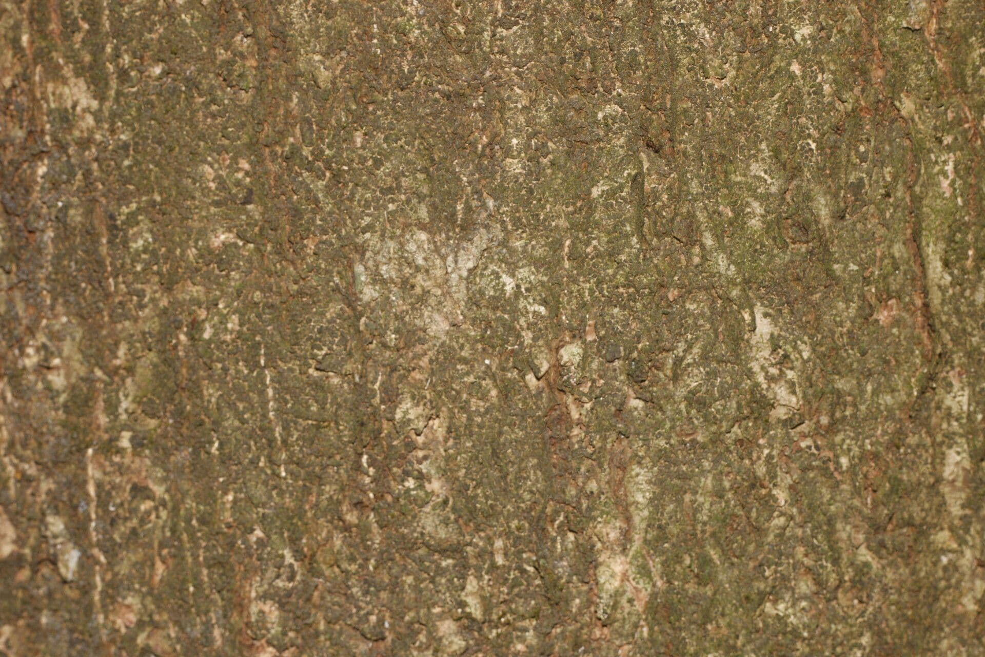 Prugna maiale 16