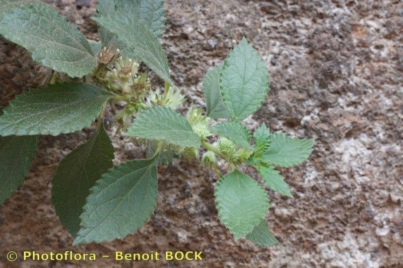 Forsskaolea