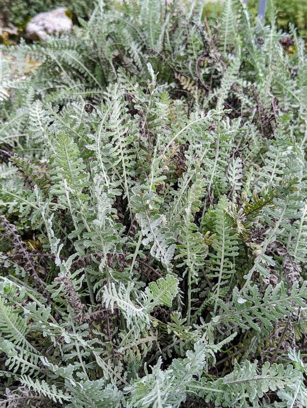 Achillea scutellata 8