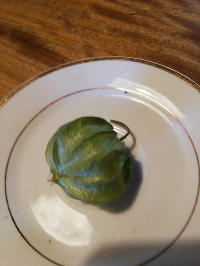 Moruše physalis 2