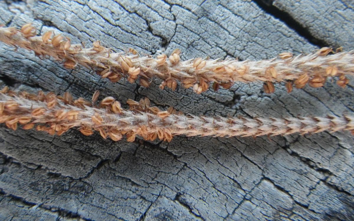 Casuarina equisetifolia 6