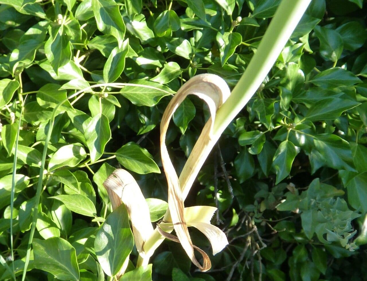 Aglio porro 18