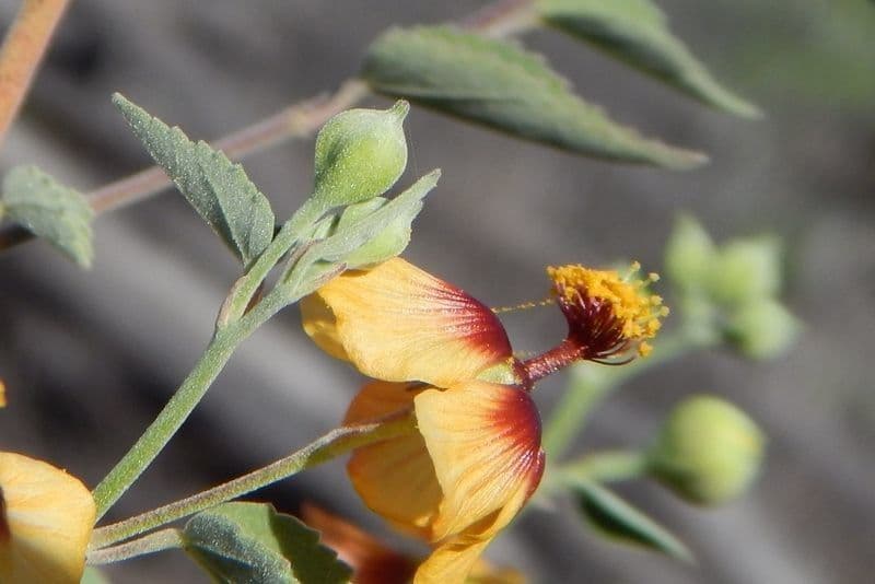 Abutilon incanum 4