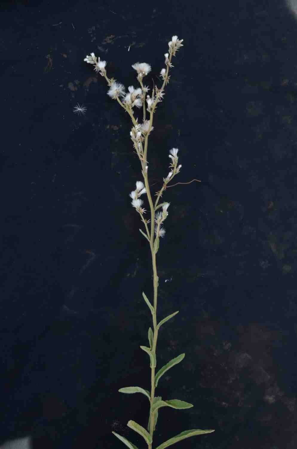 Chrysolaena 12