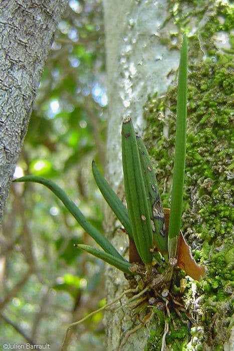 Dendrobium 4