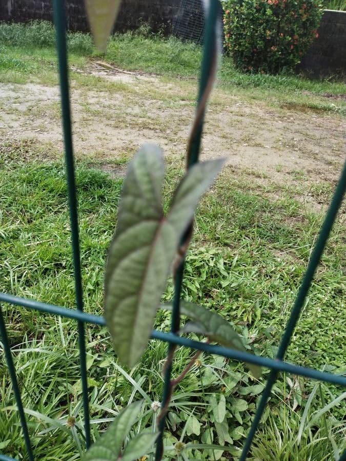 Ipomoea setifera 10
