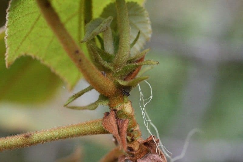 Dombeya 24
