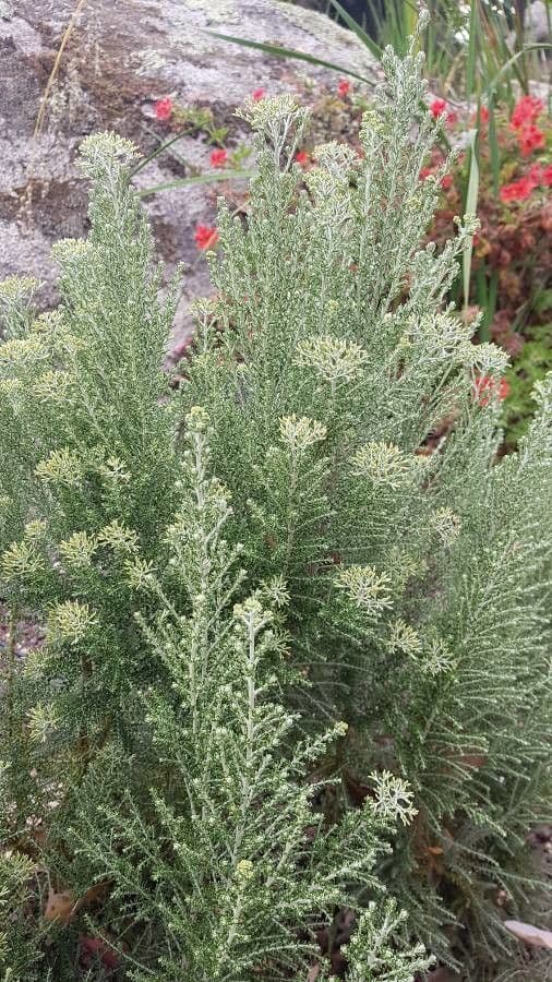 Ozothamnus 8