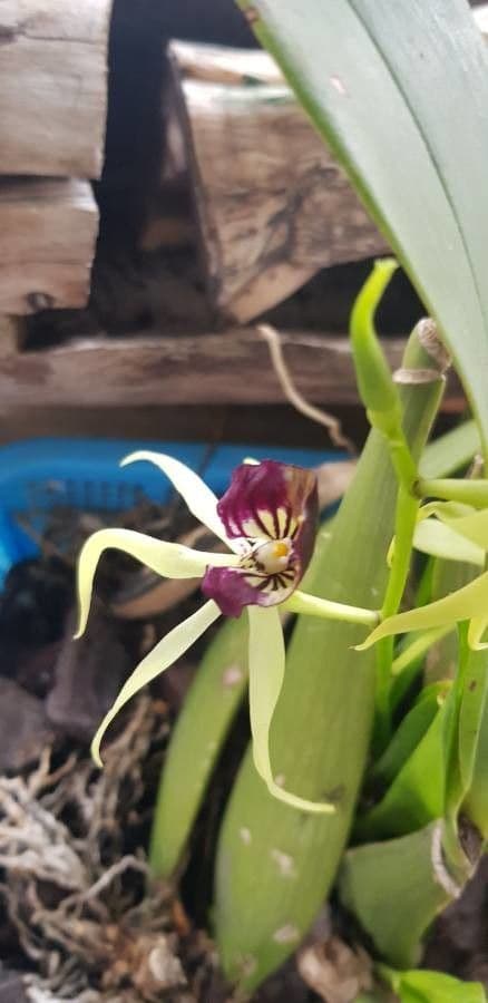 Orchidea conchiglia 5