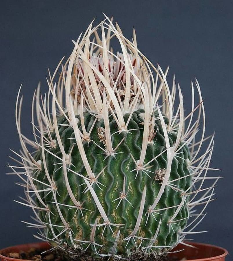 Cactus stella 4