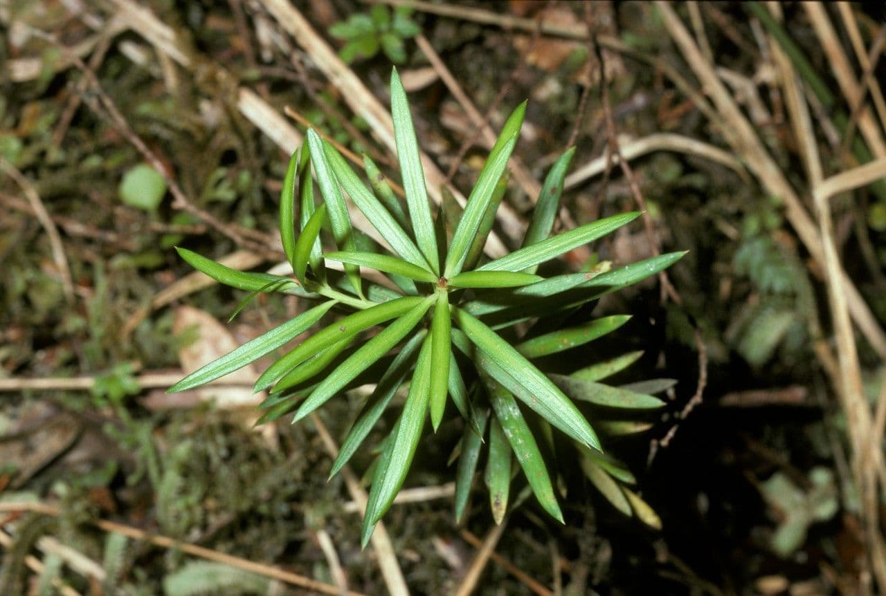 Podocarpus 13