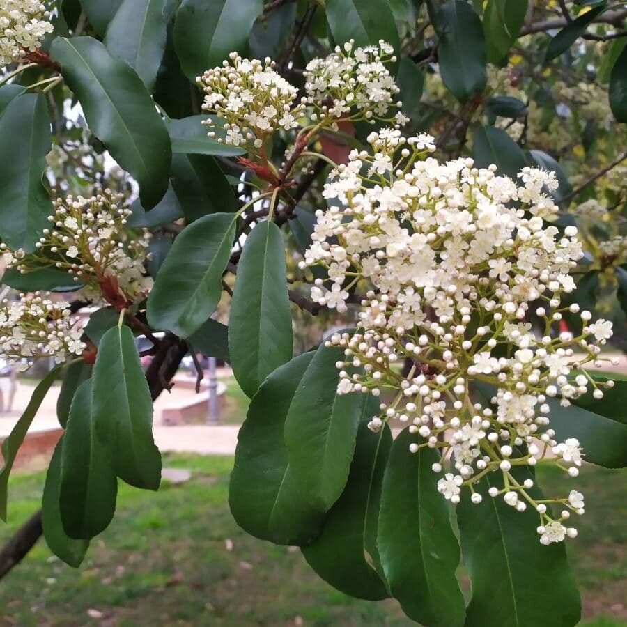 Photinia serrata 7