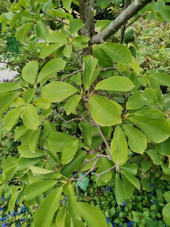 Magnolia 10