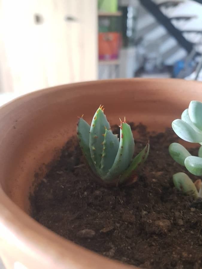Aloe 3