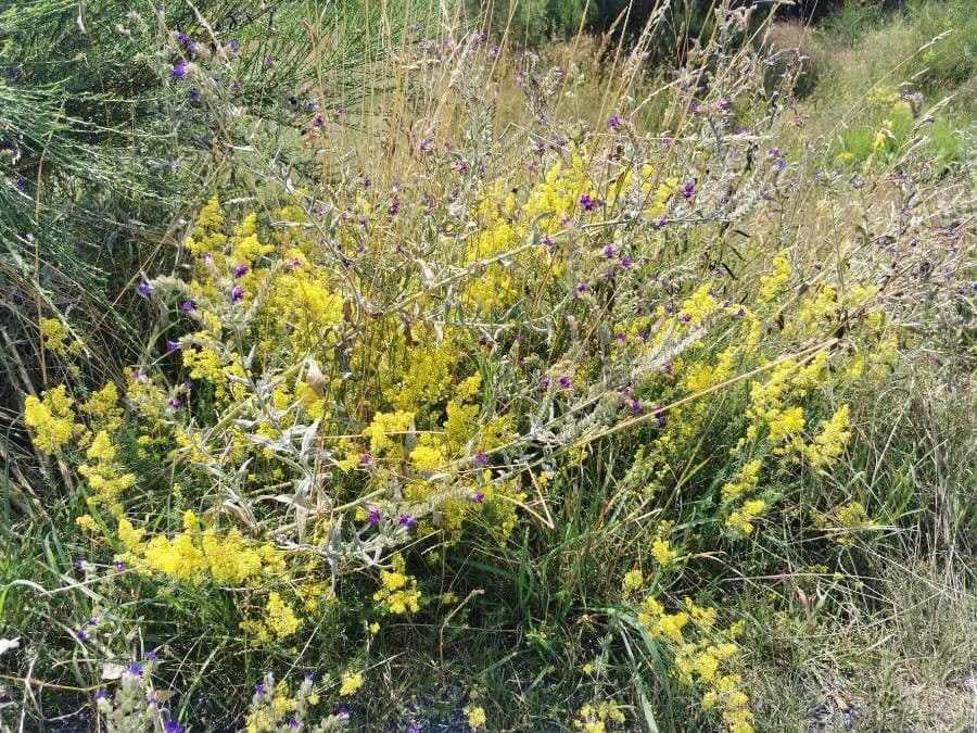 Lingua di bue officinale 29