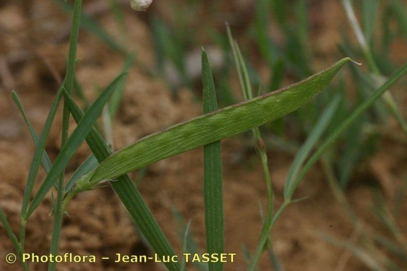 Gras-Platterbse 2