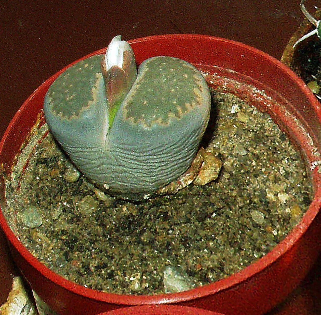 Lithops