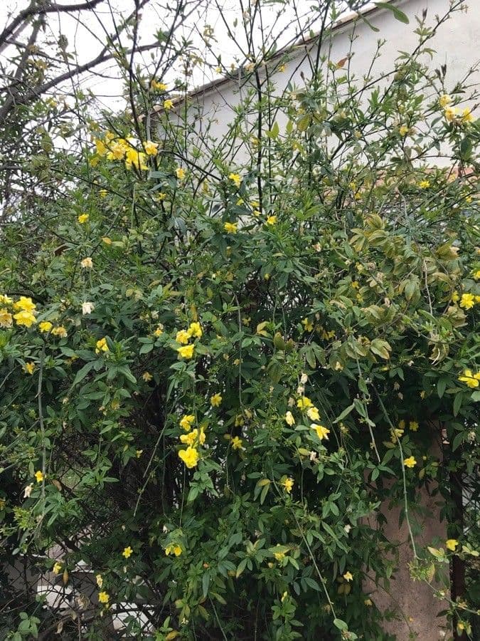 Winterjasmin 10