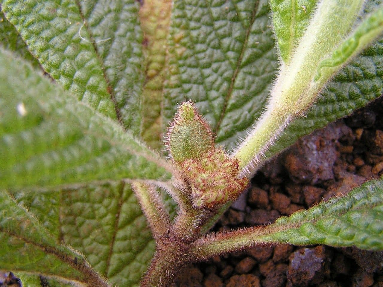 Psicotria peloscura 8